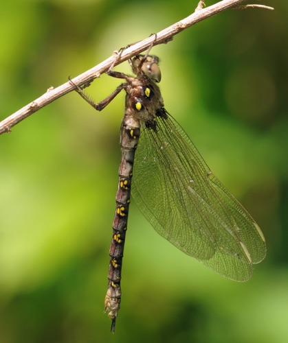 Female
28 May 2011  Rabun